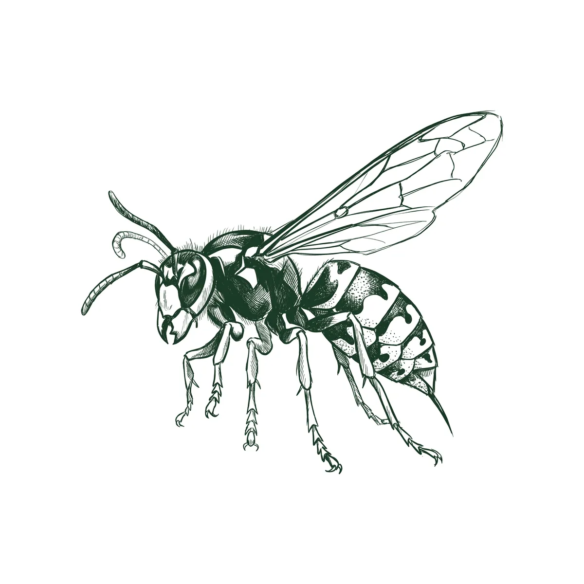 Wasps & Hornets