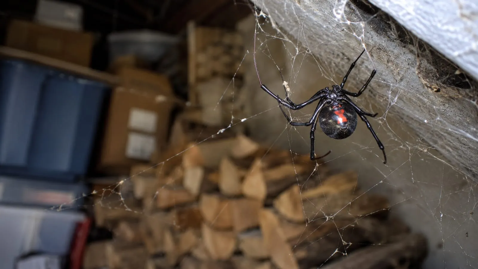 Black widow spider with distinctive red hourglass marking on its abdomen — the western black widow is the most medically significant spider in Southern California