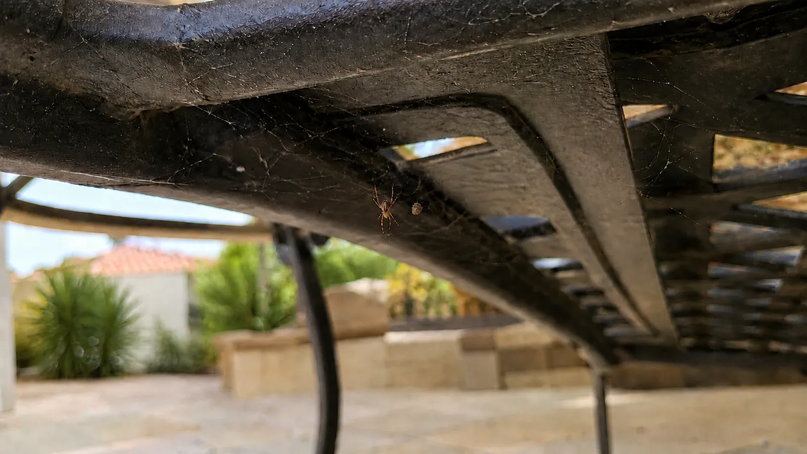 A brown widow spider with its mottled tan-and-brown markings and banded legs beside its distinctive spiky egg sac, underneath outdoor patio furniture