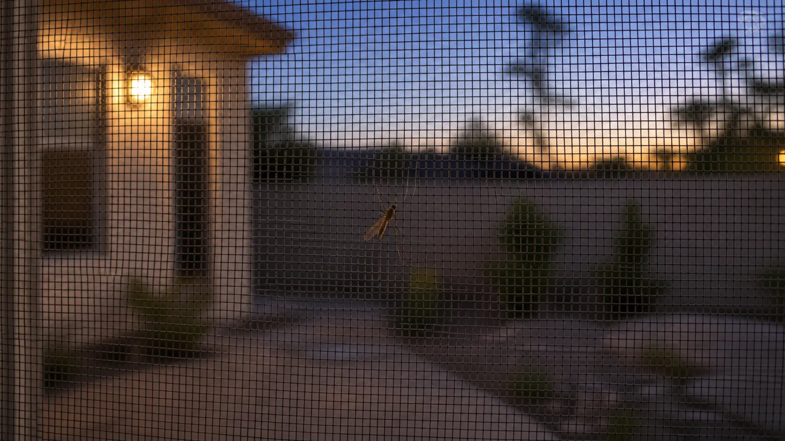 A Culex mosquito resting on a window screen at dusk outside a Southern California home, the dawn-and-dusk-active species that transmits West Nile virus in Los Angeles County