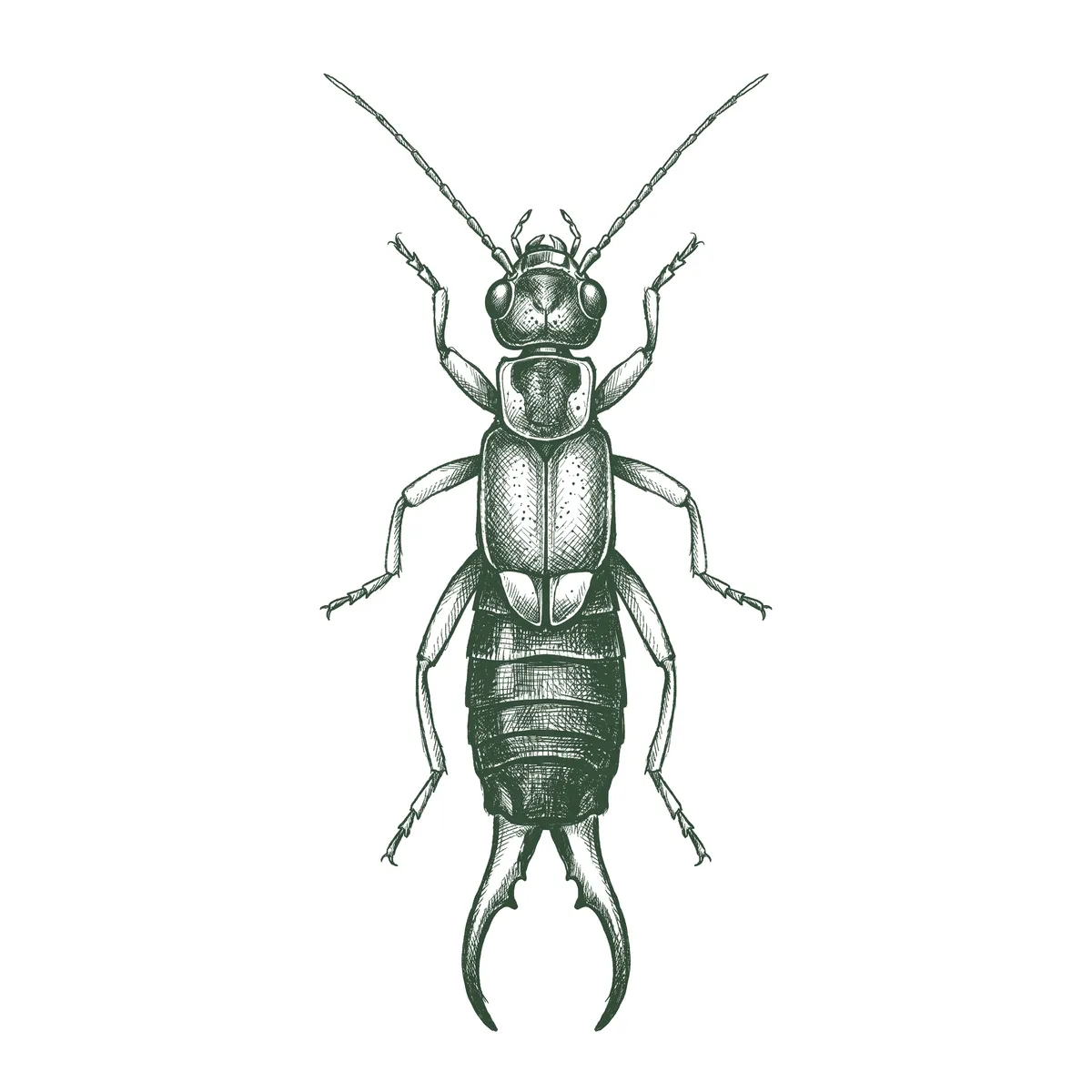 Earwigs