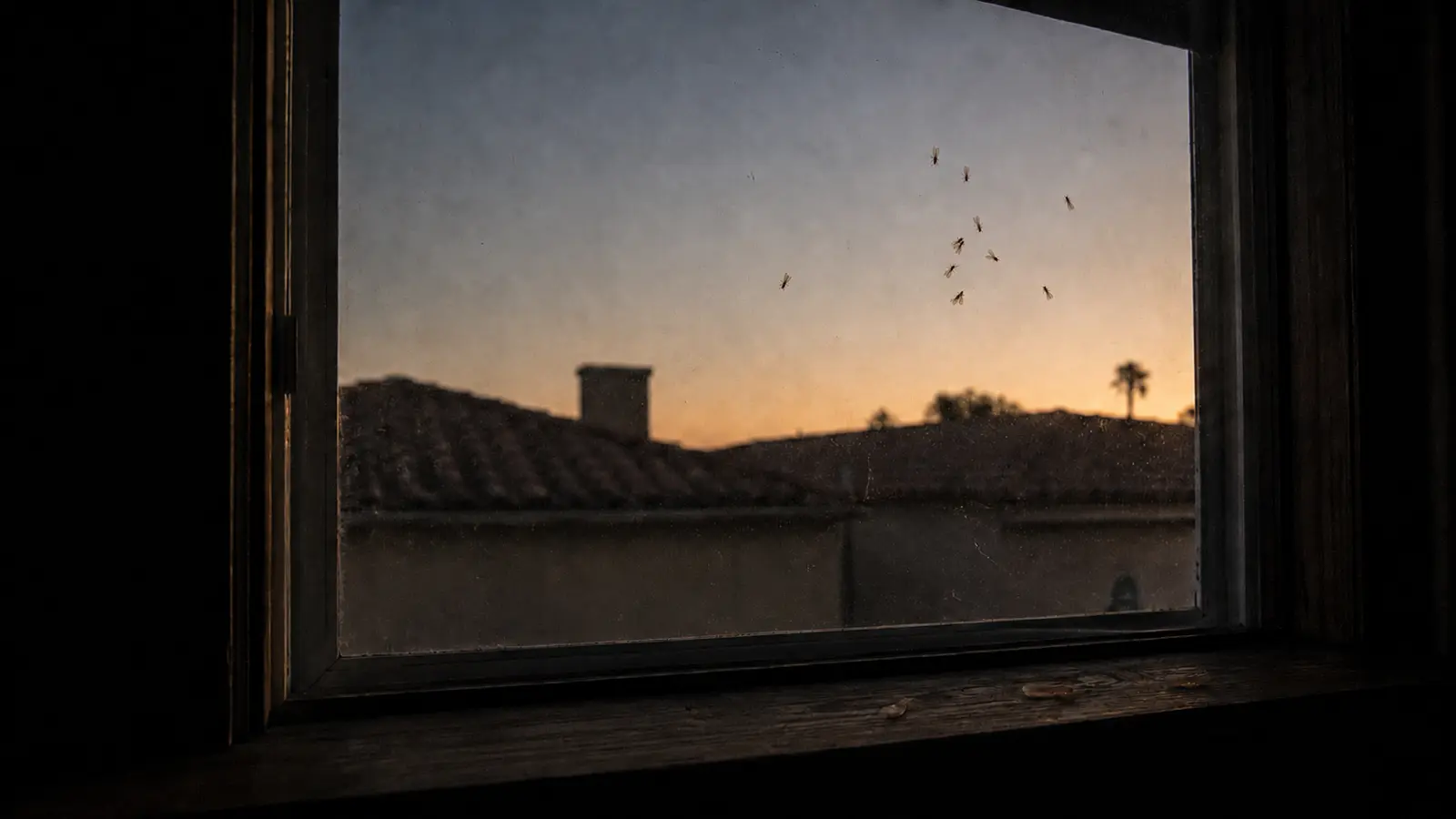 A swarm of winged termite swarmers gathered against the inside of a window at dusk, silhouetted against a Southern California rooftop and evening sky, with a few discarded wings already fallen to the sill