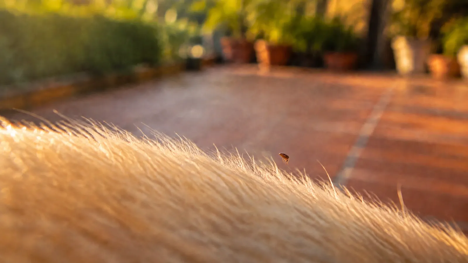 Flea & Tick Control