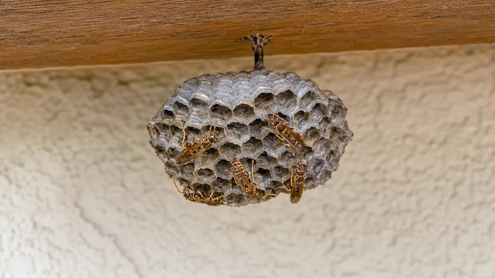 An open, umbrella-shaped grey paper wasp nest hanging under the eave of a Southern California home, several paper wasps resting on the exposed hexagonal comb cells
