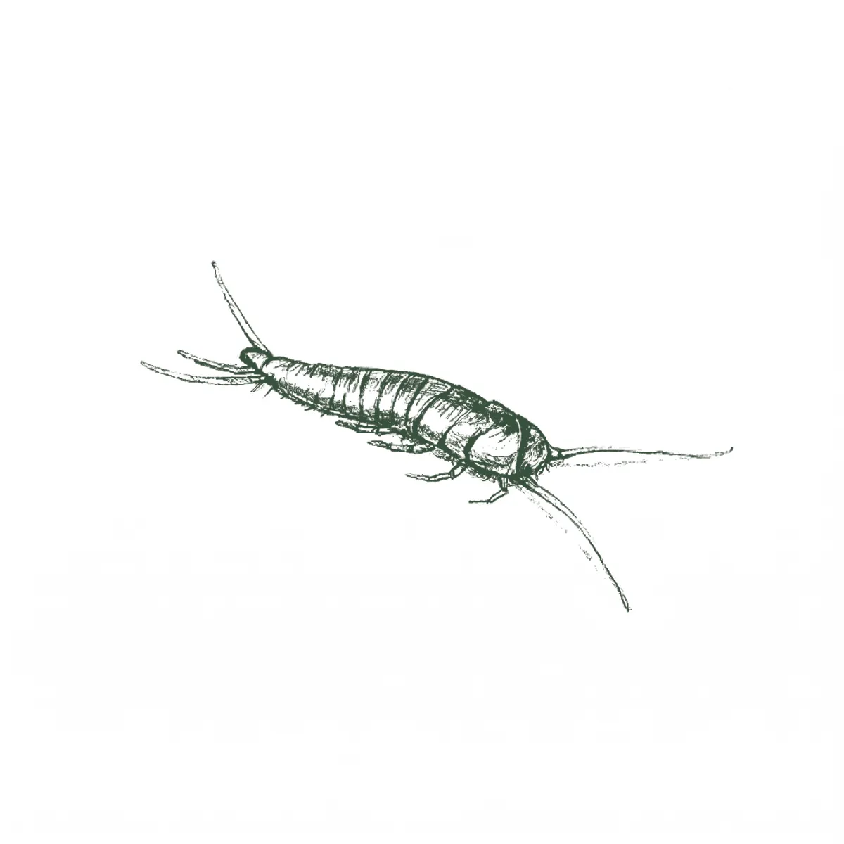 Silverfish